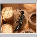 Passaloecus sp - Grabwespe 14 5-7mm mit Harztropfen.jpg